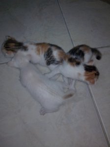 "Trio Cute Kittens"